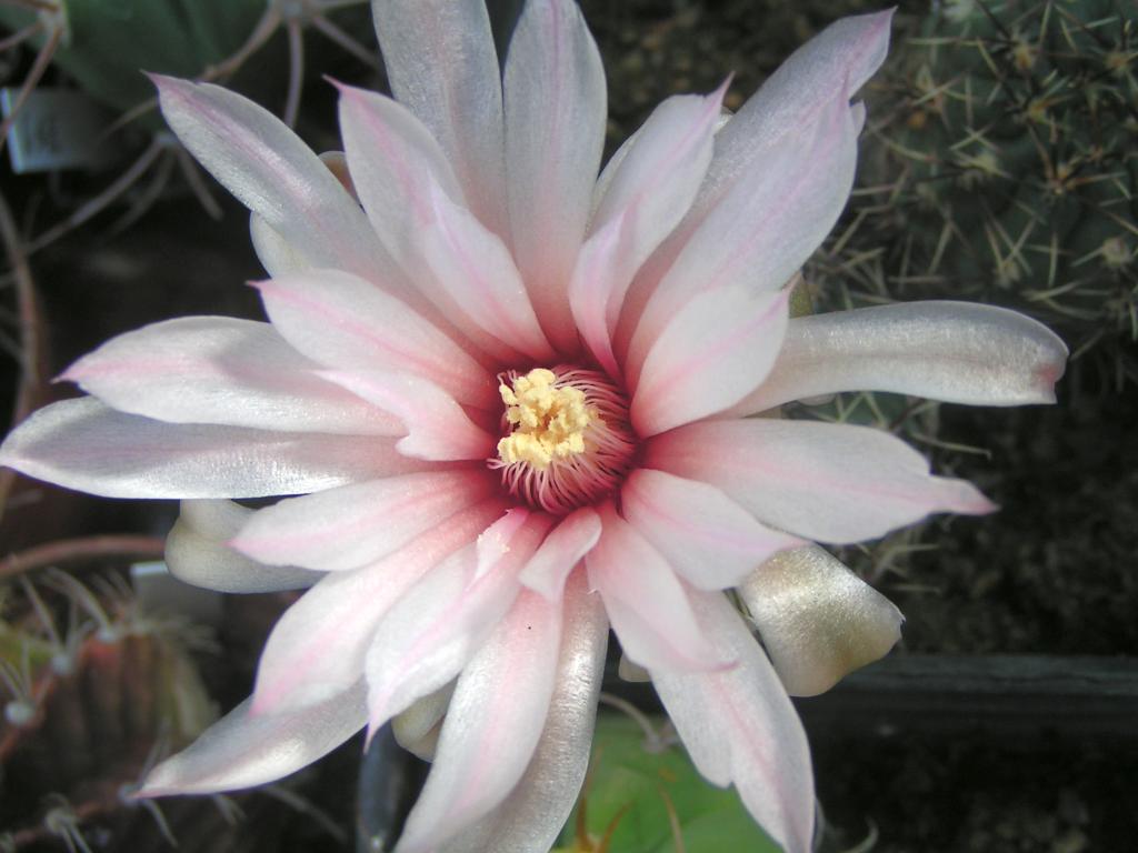 Gymnocalycium erinaceum